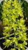 Grammatophyllum speciosum flava